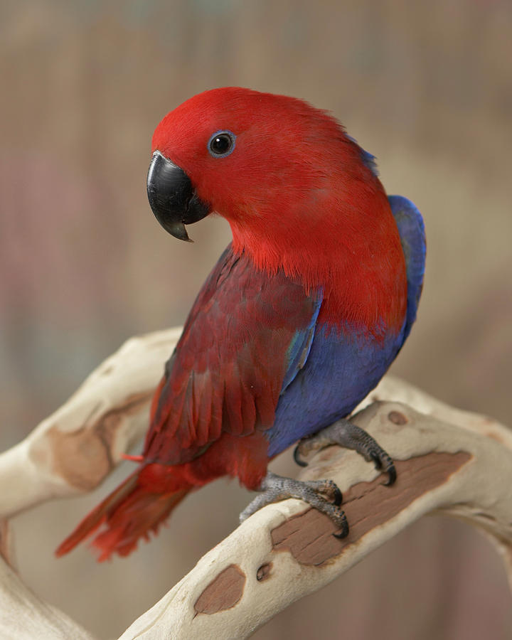 Eclectus Parrot